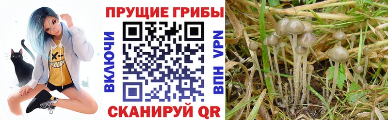 Псилоцибиновые грибы прущие грибы  наркотики  OMG ТОР  Чусовой 
